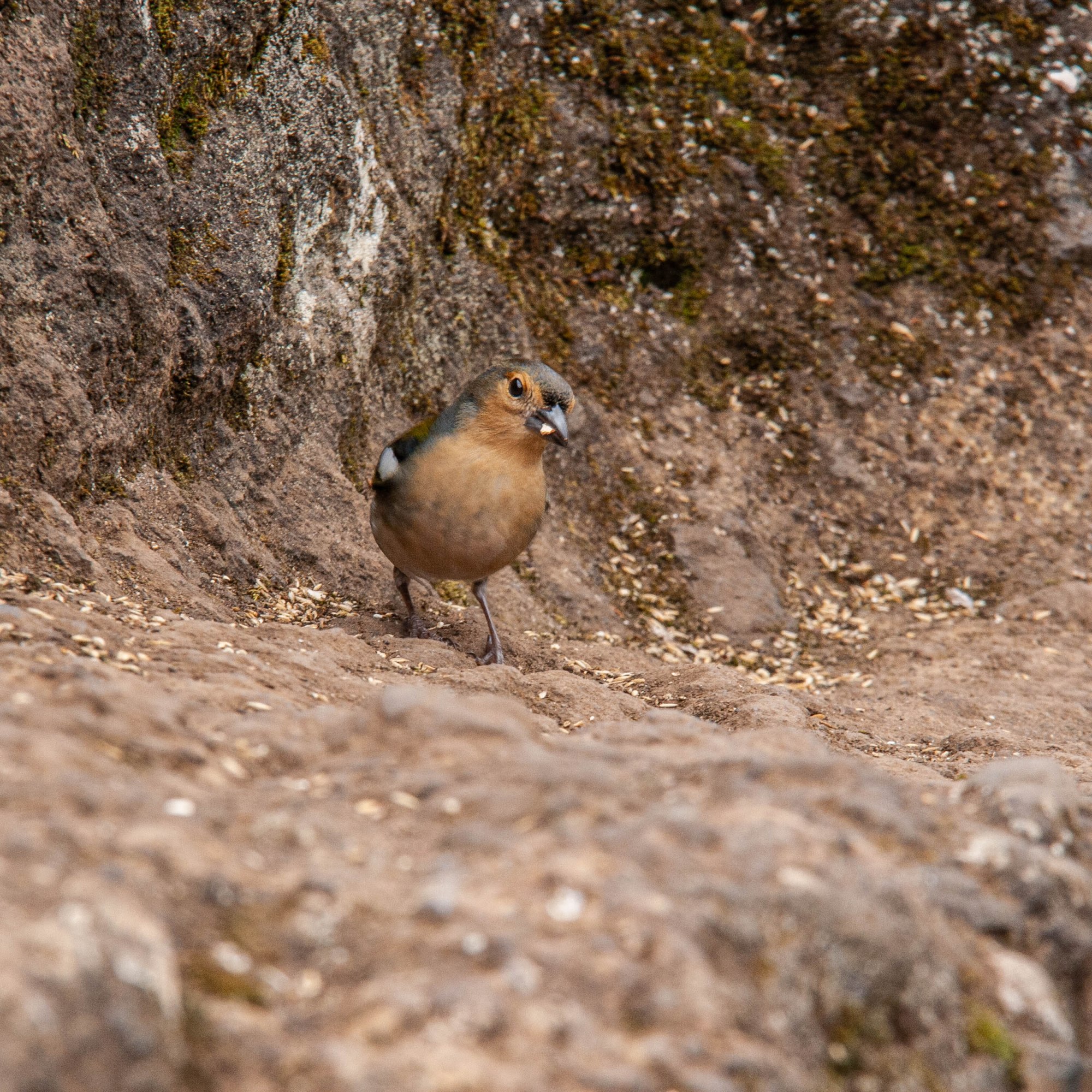 Vtáčik ktorý nie je plachý, hnedé bruško, zvedavý, Madeira, Vereda dos Balcões.