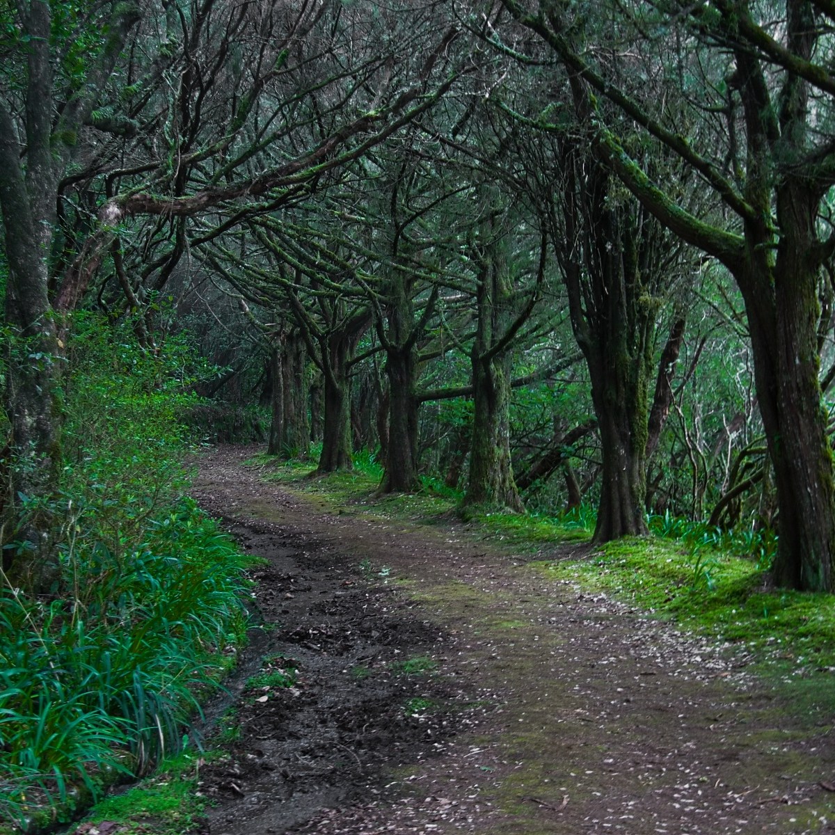 Lesná botanická záhrada v Queimadas.