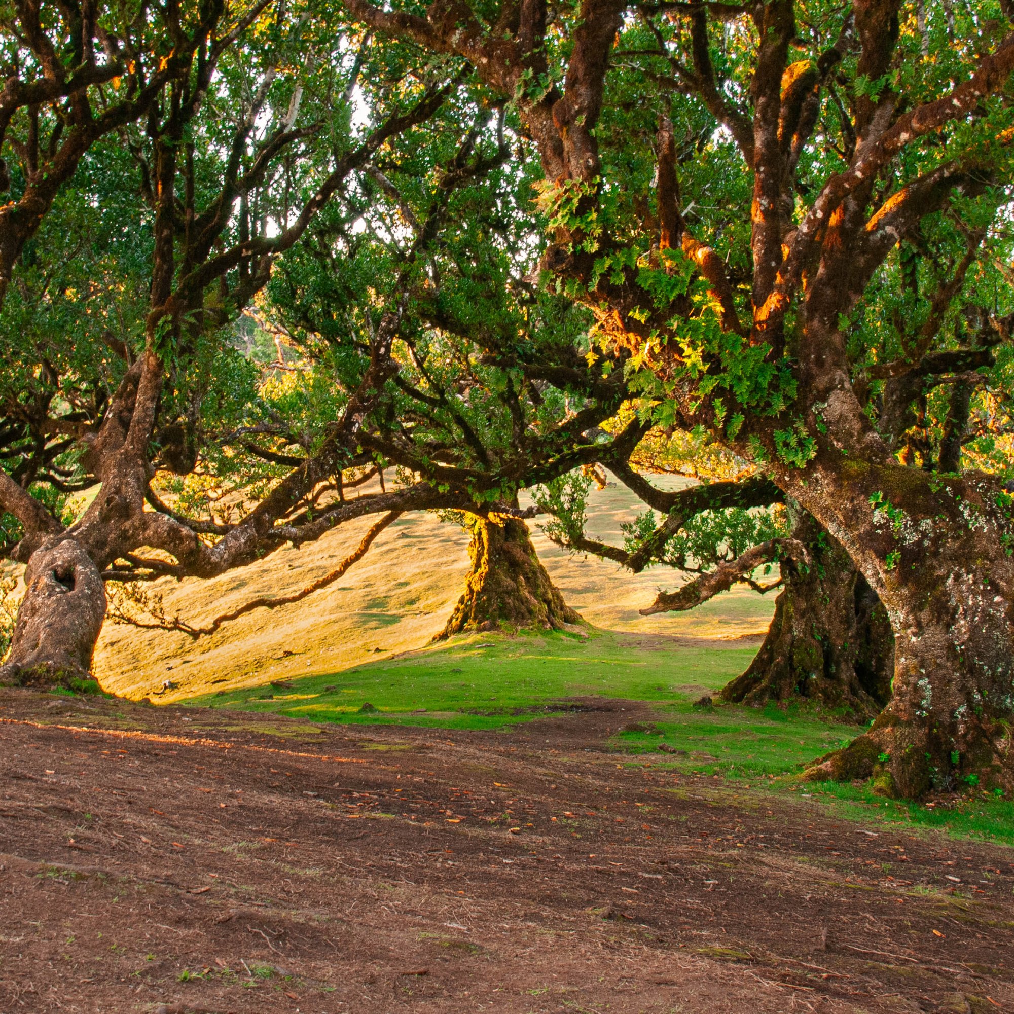 Stromy Fanal forest, pri východe slnka.