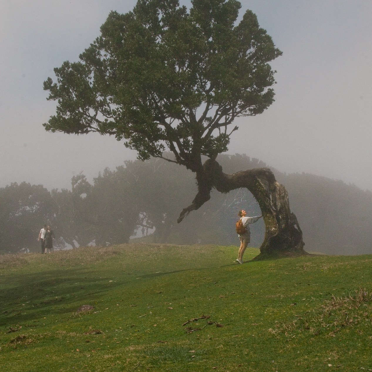 Stromy Fanal Forestu, v hmle