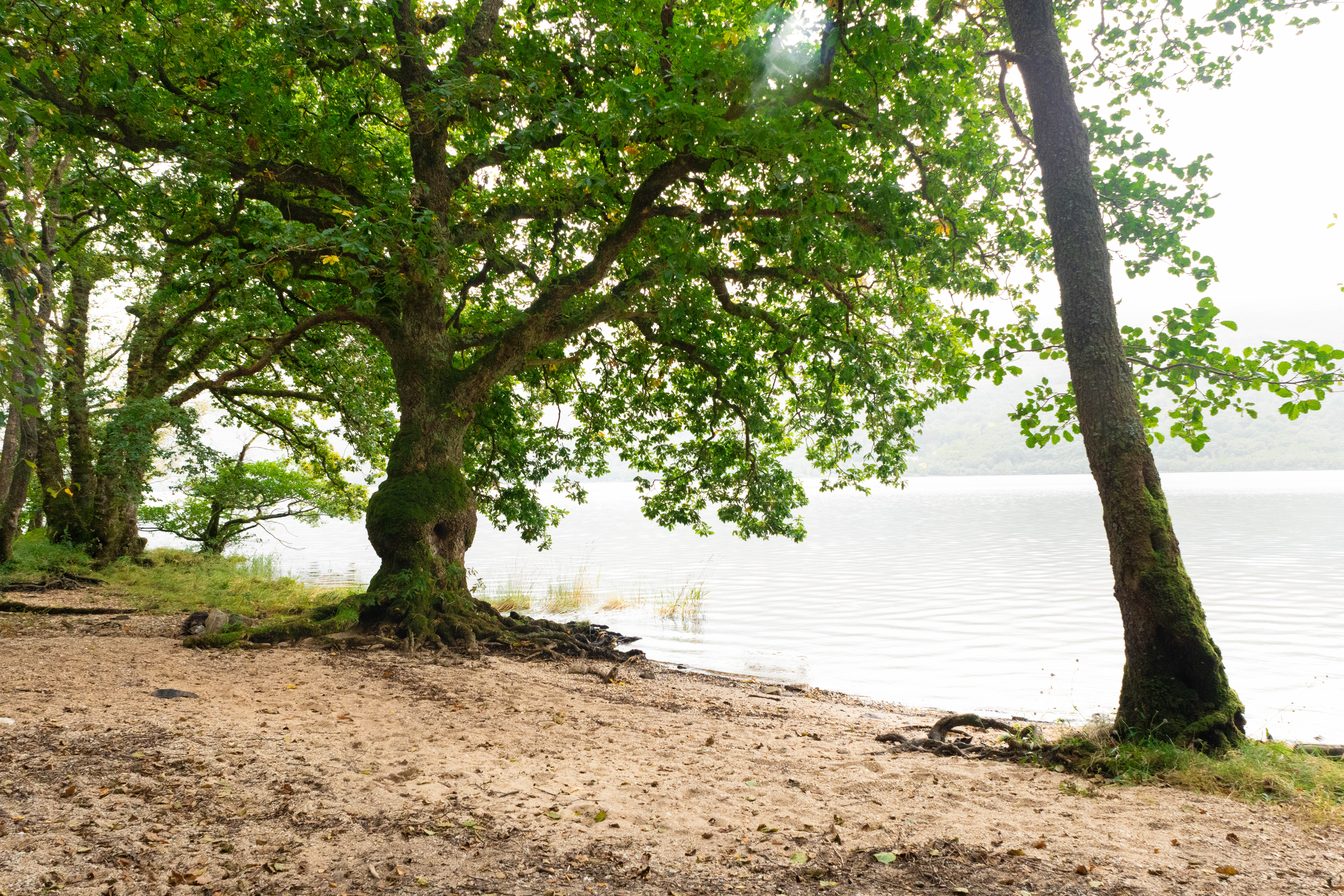 Strom na pobreží pri jazere Loch Lomond
