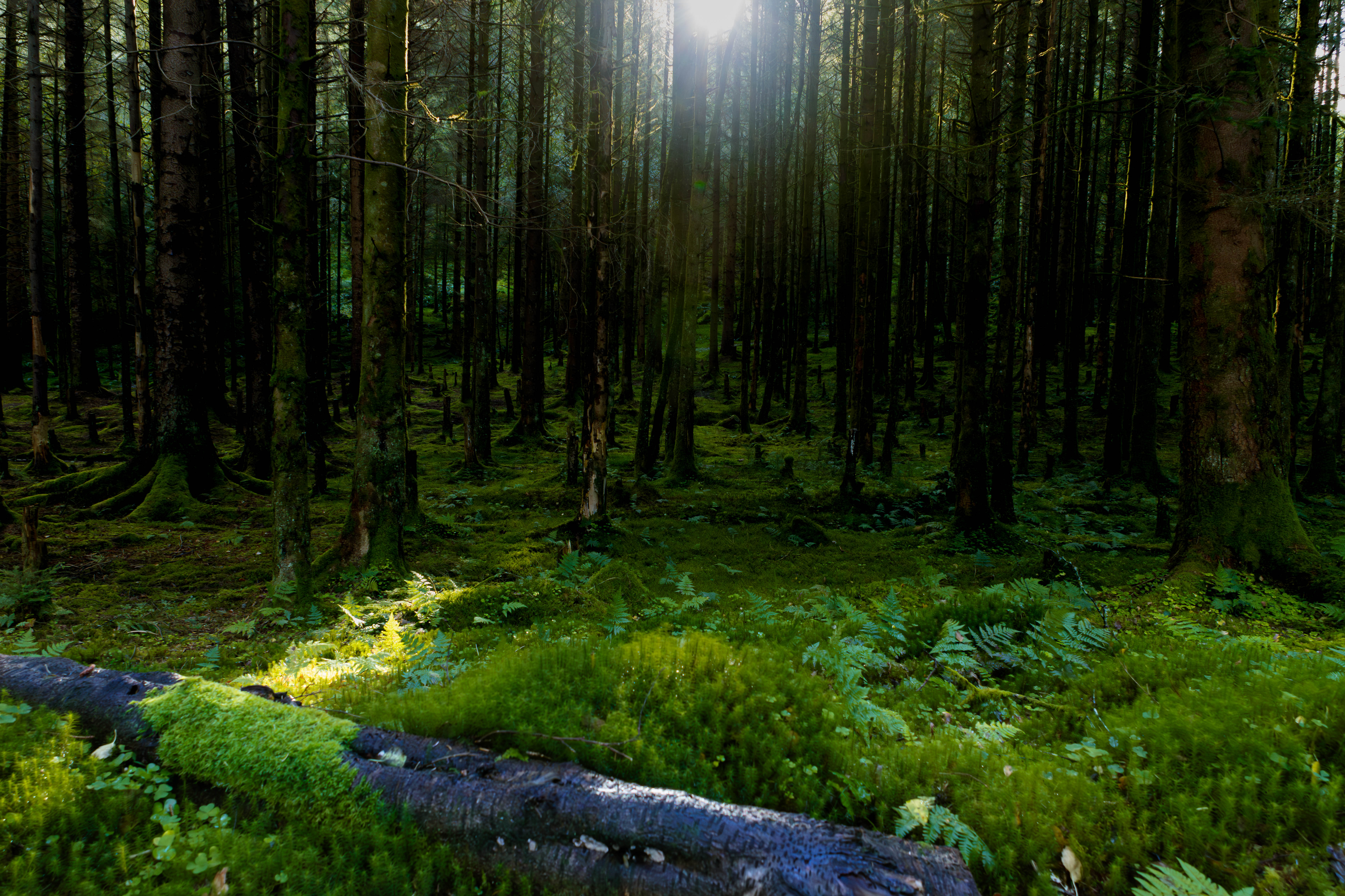 Temný les v prenikavom svetle ranného brieždenia